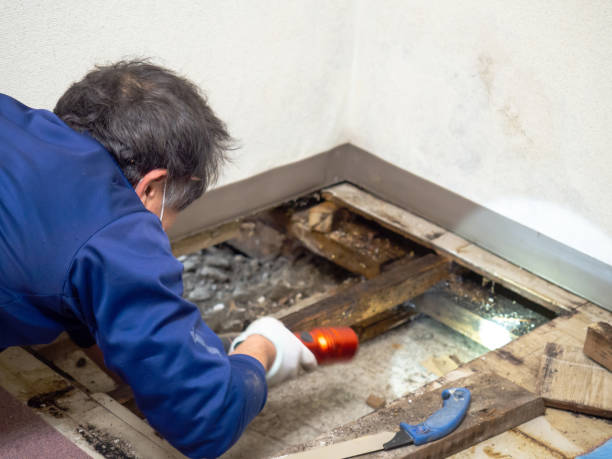 Mold Testing and Removal in Lake Wissota, WI
