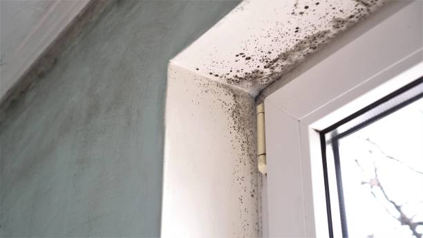 Professional Mold Removal in Lake Wissota, WI